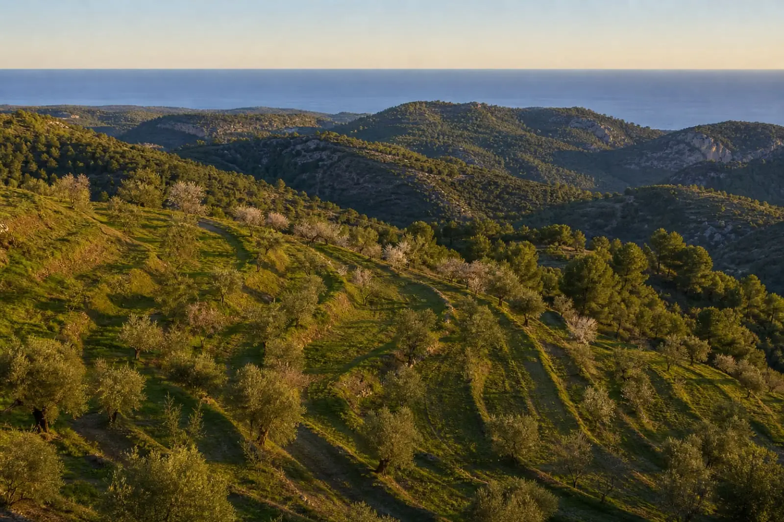 Green hills above Benissa at golden hour