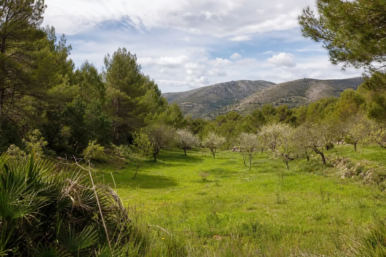 Sheltered valley plot surrounded by pine and almond trees near Benissa
