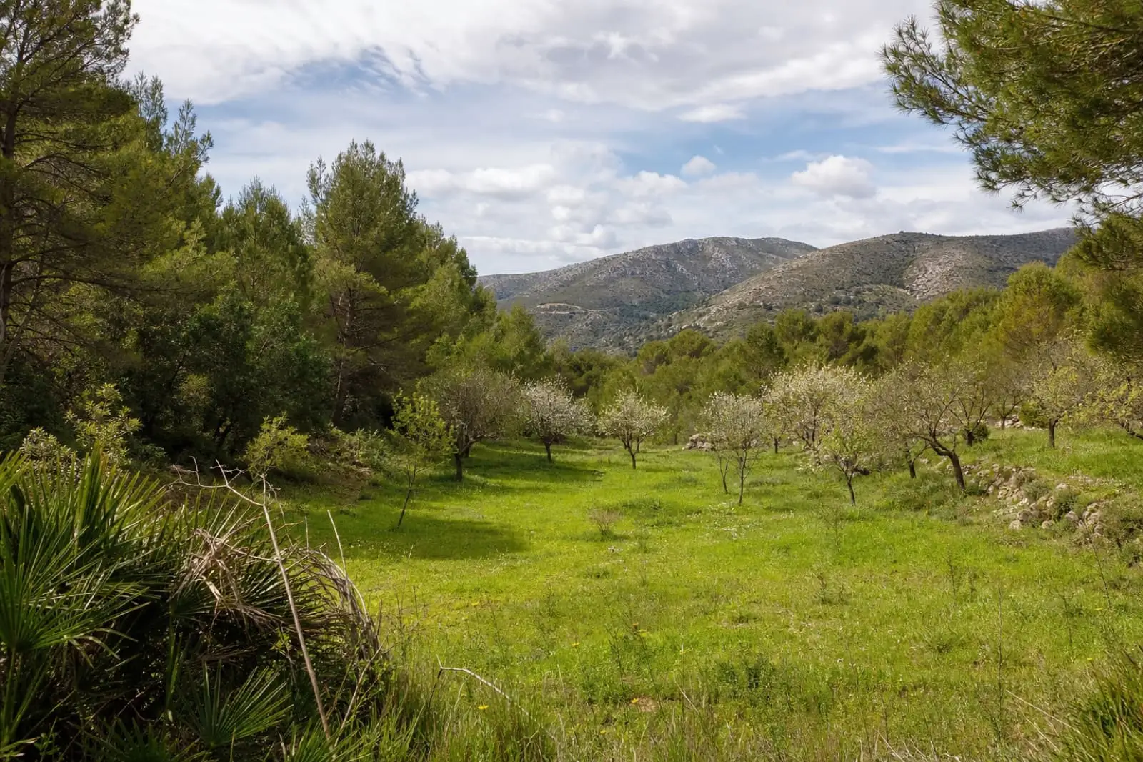 Sheltered valley plot surrounded by pine and almond trees near Benissa