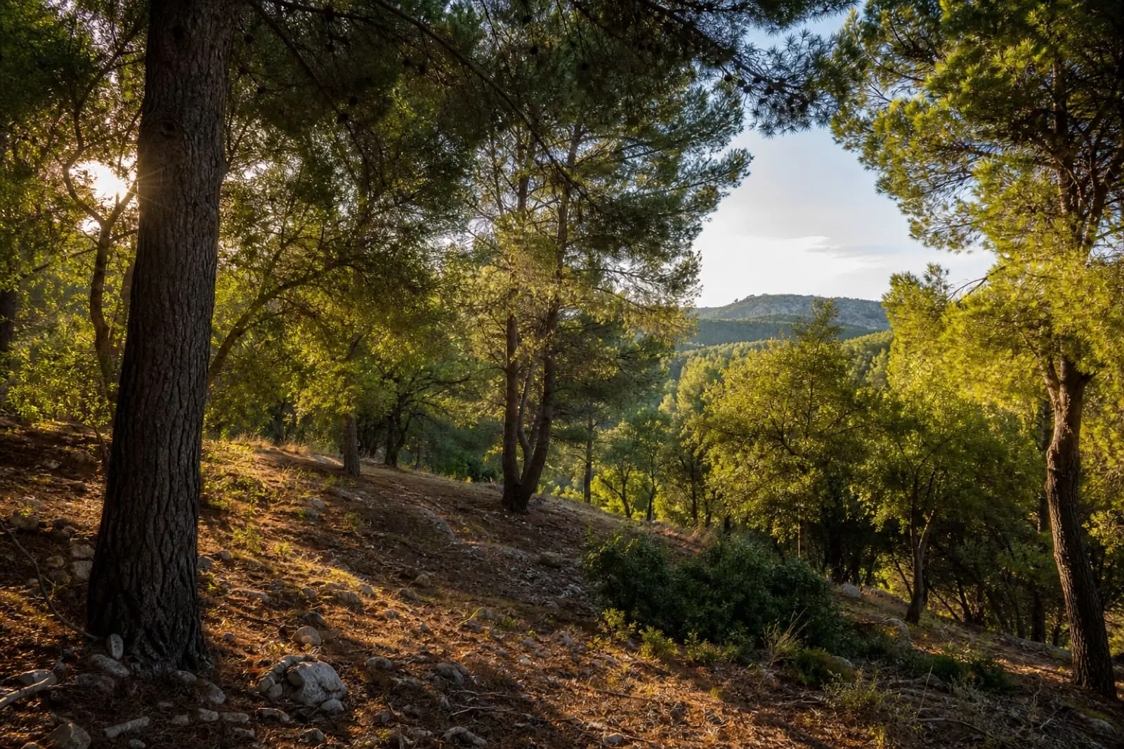 Wooded hillside plot with morning sun near Benissa